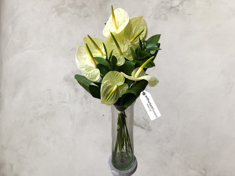 Buchet 7 Anthurium crem